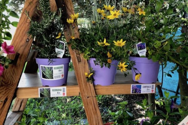 OKI Europe a MYPLANT & GARDEN 2022